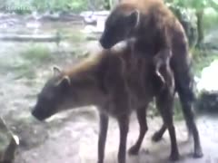 Hyenas fucking every other doggy style in the zoo 